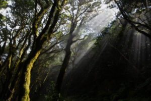 Bosque Encantado